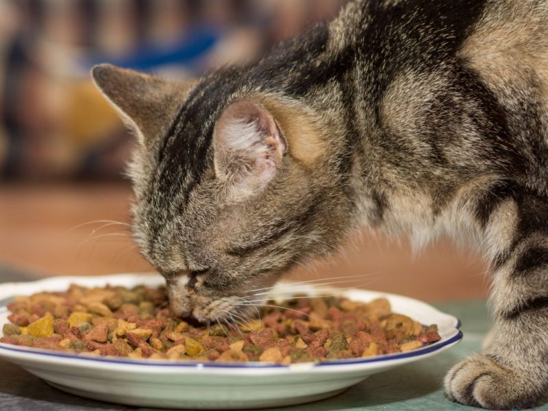 Ein Tierheim in NRW spricht eine wichtige Warnung an alle aus.