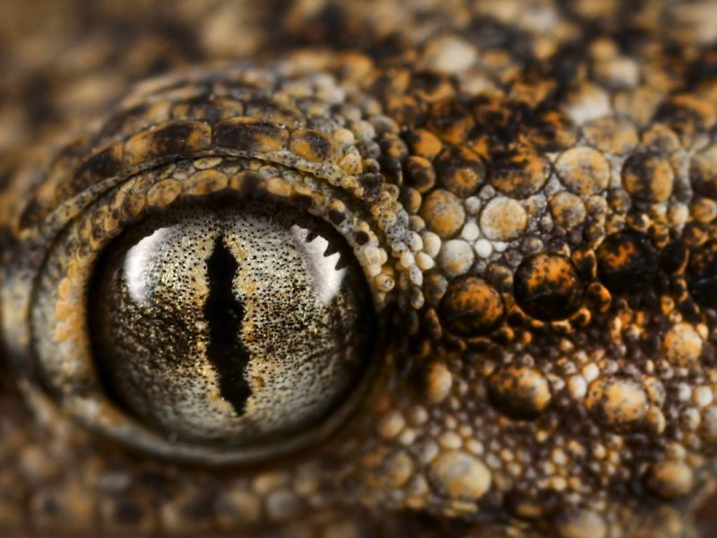 Der Zoo Dortmund ist in großer Sorge um dieses Tier.