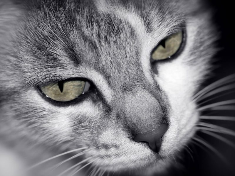 Katze in NRW wird brutal getötet.