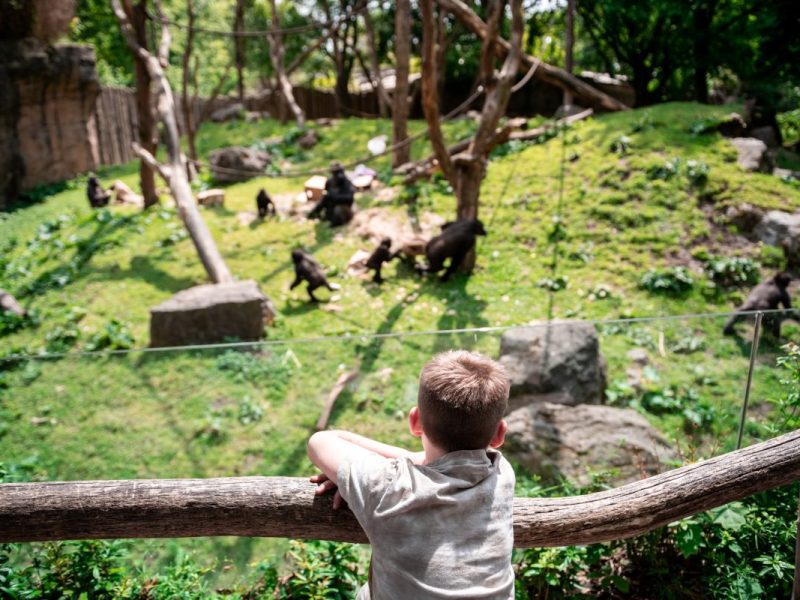 Im Zoo Duisburg können sich die Besucher auf einen besonderen Anblick im Gehege freuen.