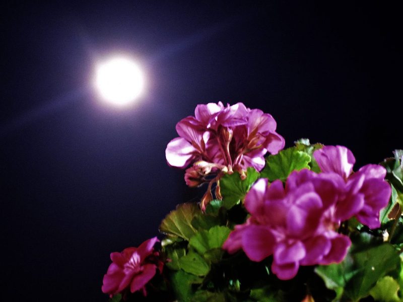 Der Blick ins Horoskop verspricht drei Sternzeichen das große Liebesglück - das liegt am Ostermond.