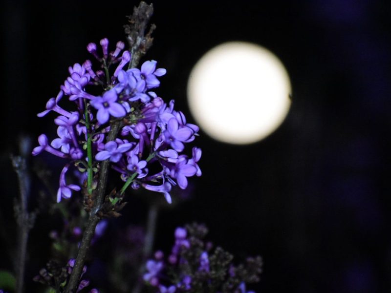 Das Horoskop verspricht: Der kommende Mond bringt vor allem drei Sternzeichen Superkräfte.