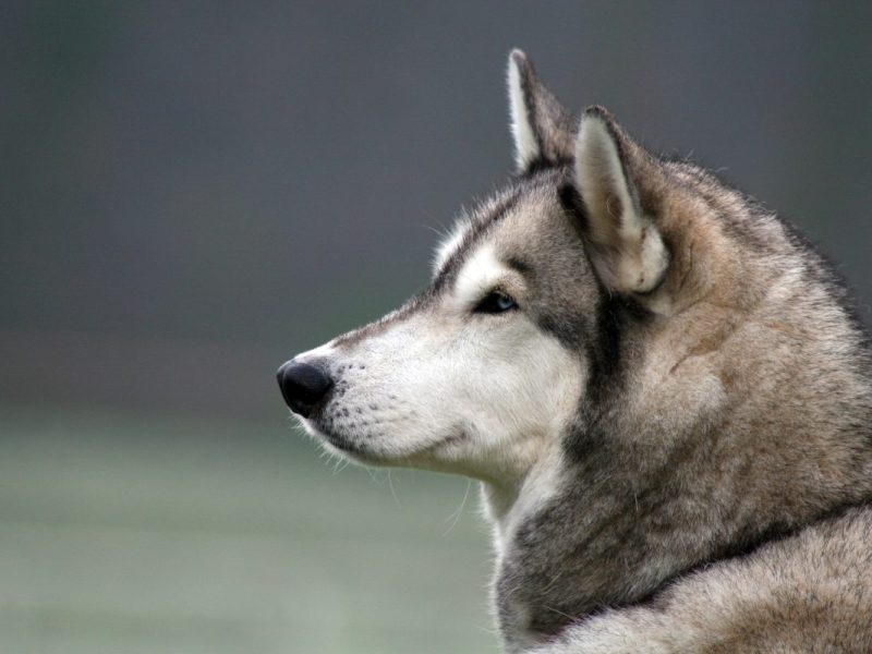 Das Tierheim aus NRW vermittelte einen Hund. Nun trauern sie um ihn.