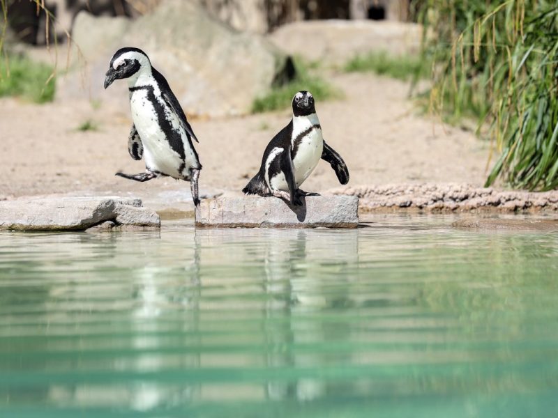Zoo Duisburg Pinguine