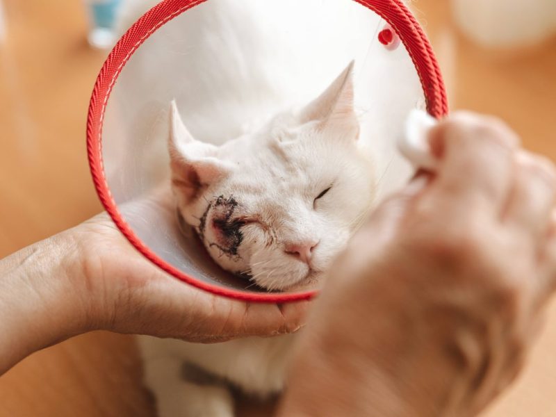 Tierheim in NRW: Katzen-Freunde machen immer denselben Fehler.