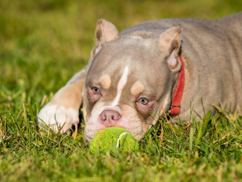 Ein Hund ist während des Spielens verstorben. Auch deinem Vierbeiner könnte das passieren.