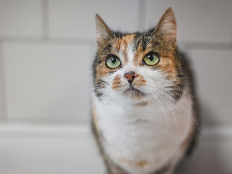 NRW-Tierheim: Katzer kommt nach Vermittlung zurück ins Tierheim