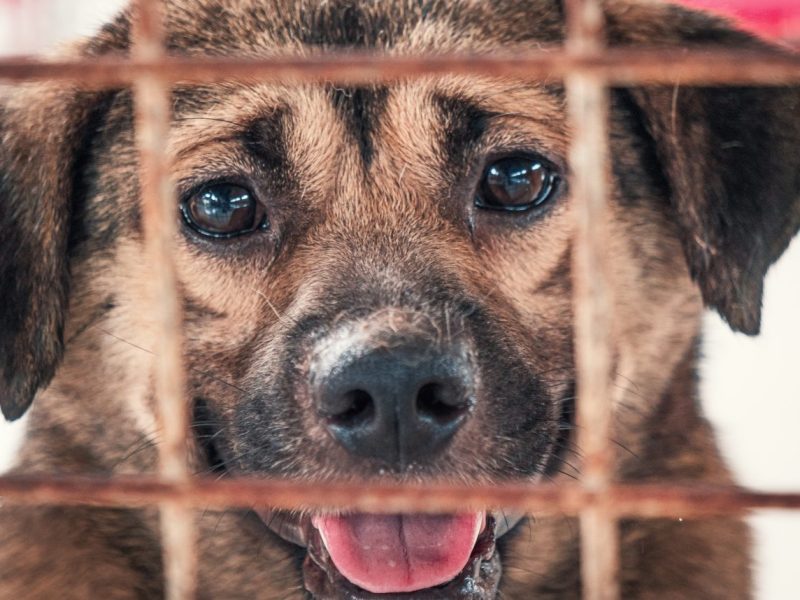 Tierheim Essen startet einen Hilfeaufruf.