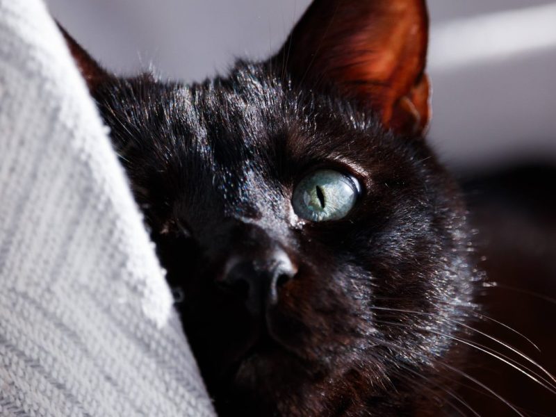 Der Anblick dieser Katze aus dem Tierheim in NRW schockiert.