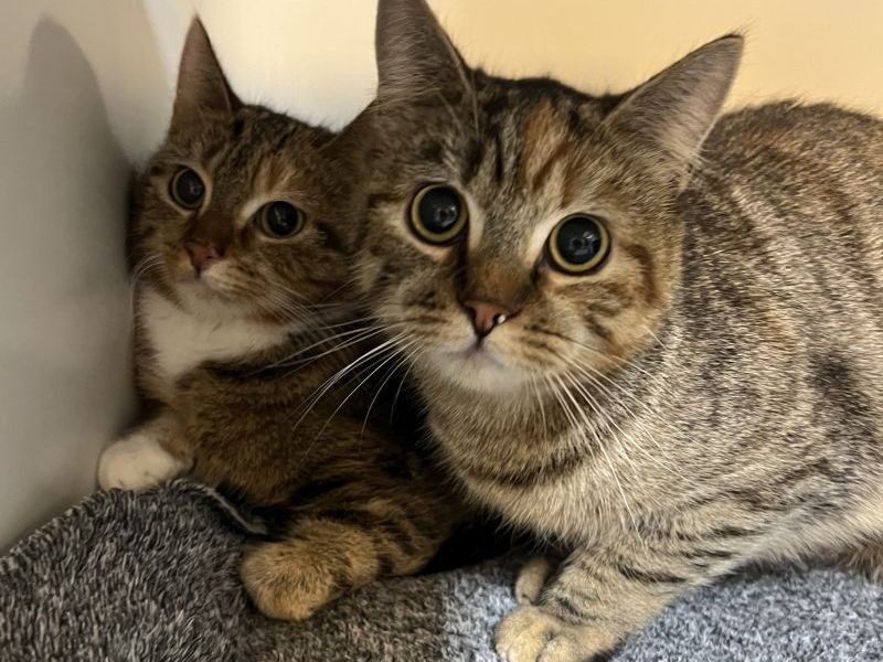 Tierheim Köln-Dellbrück nimmt zwei Katzen auf