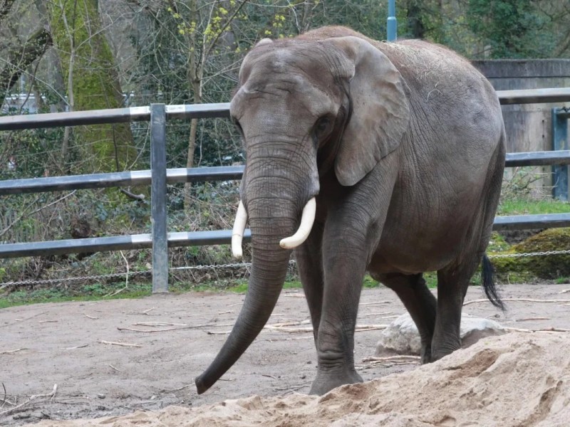 Zoo Wupperzal Elefant Sweni