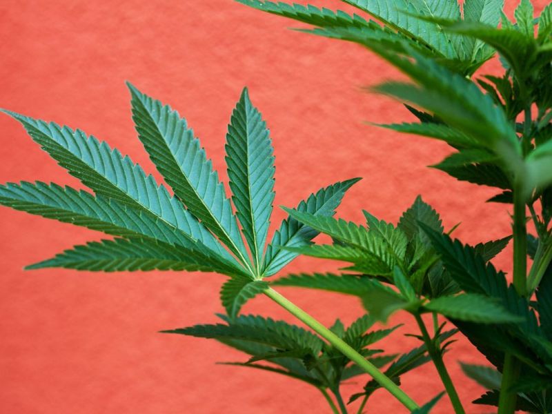 In welchen Ländern ist Cannabis schon legal?