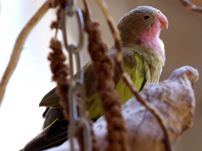 Ein Tierheim in NRW berichtet von Vögeln, die unter einem ansteckenden Virus leiden. (Symbolfoto)