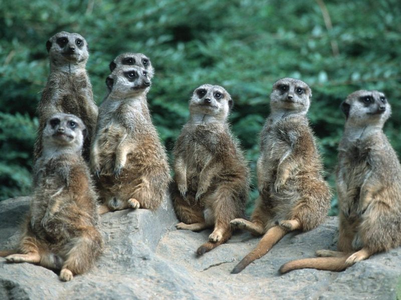 Der Grüne Zoo in Wuppertal hat eine gute und eine schlechte Neuigkeit. (Archivfoto)
