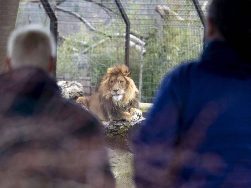Zoo Duisburg Löwen