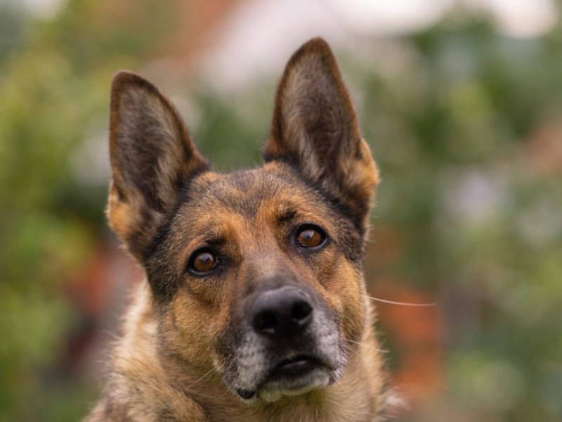 Für Hund Lexi aus dem Tierheim Duisburg hat sich innerhalb kurzer Zeit alles verändert. (Symbolbild)