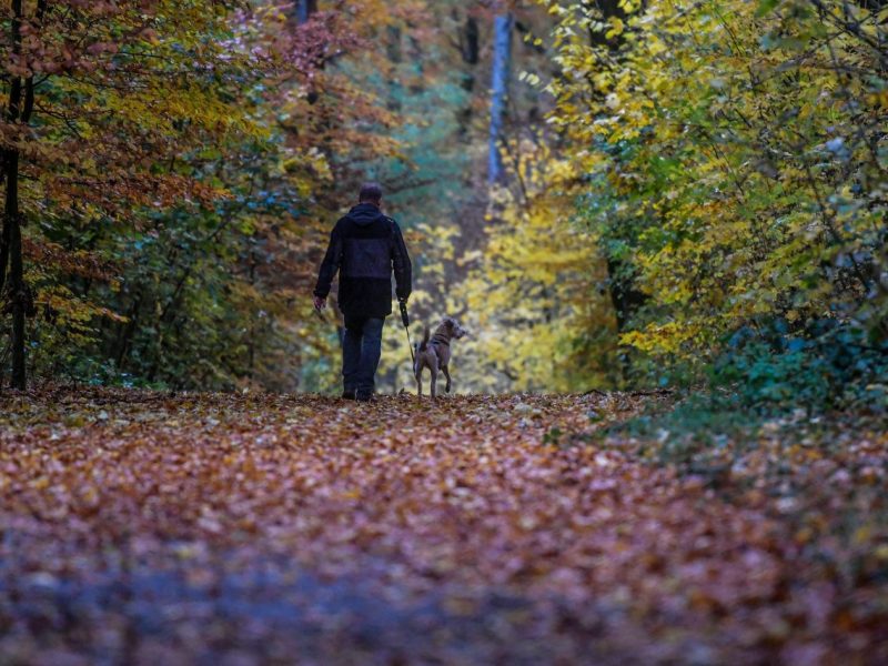 Ein Hund wurde bei einem Spaziergang in Essen schwer verletzt.