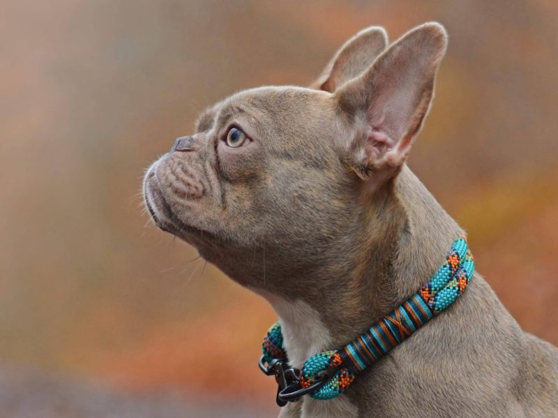 In einem Tierheim in NRW ist ein süßer Hund vom Schicksal schwer geprägt