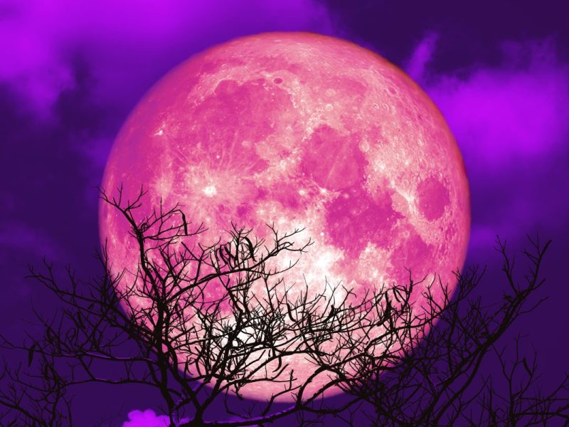 Das Horoskop im April wird vom Rosa Mond beeinflusst.