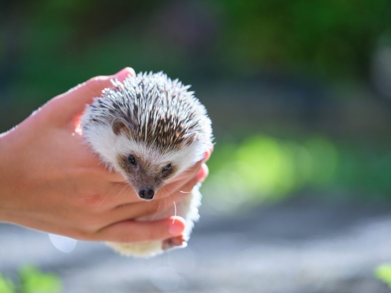 Nachdem in NRW Kinder vor einer Schule mit einem Igel Fußball spielten, reagierte die Schulleitung unfassbar.