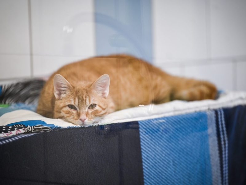 Im Tierheim Essen wartet ein Kater auf ein neues Zuhause. (Symbolfoto)