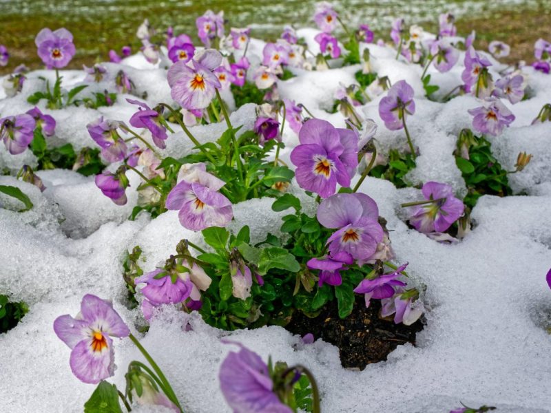 Wetter in NRW: in den kommenden Tagen schlagen die Temperaturen um