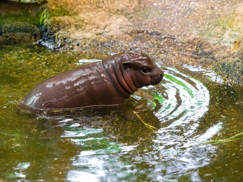 Zoo Duisburg Zwergpflusspferd