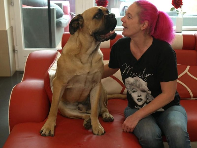 Martin Rütter steht jedem Hundebesitzer stets mit Rat und Tat zur Seite. Wie der Hundeprofi allerdings nun auf DIESE Ablehnung reagiert...