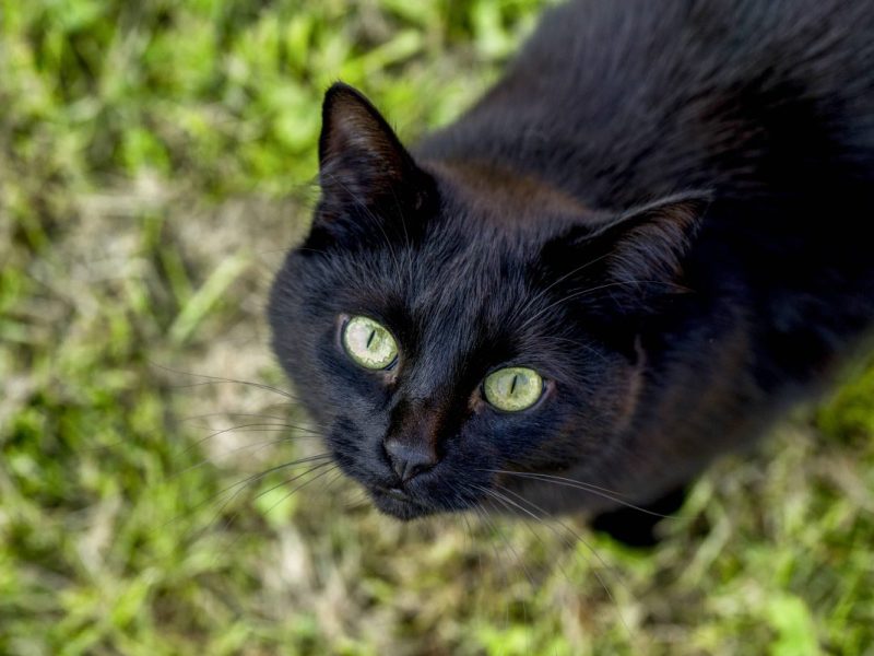 Die Geschichte dieser verlorengegangenen Katze in NRW ist unglaublich.