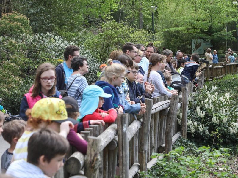 Zoo Dortmund mit echter Schweinerei.