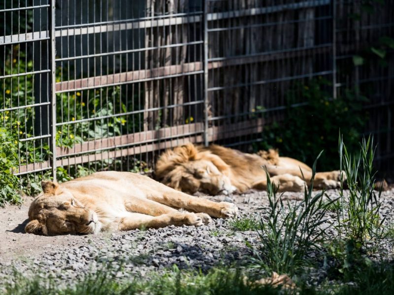 Die Besucher dieses Zoos in NRW können sich auf einen besonderen Anblick freuen.
