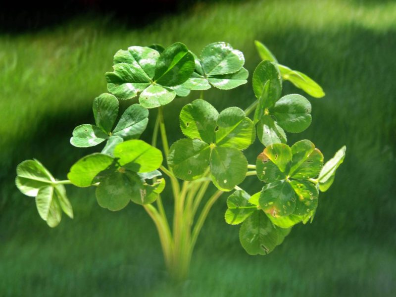 Für drei Sternzeichen beginnt laut Horoskop eine glückliche Zeit.