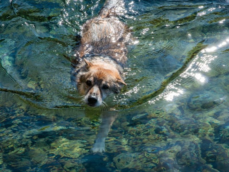 Hund in Duisburg kämpft ums Überleben.
