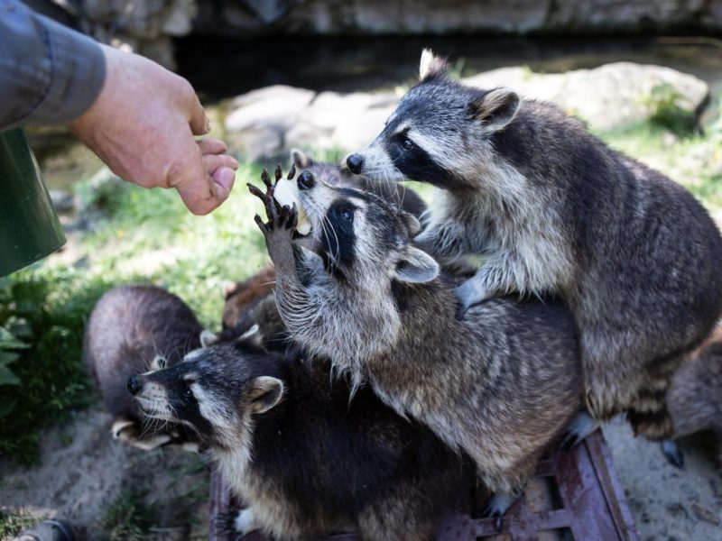 DAS kann im Zoom Gelsenkirchen für die Tiere tödlich ausgehen.