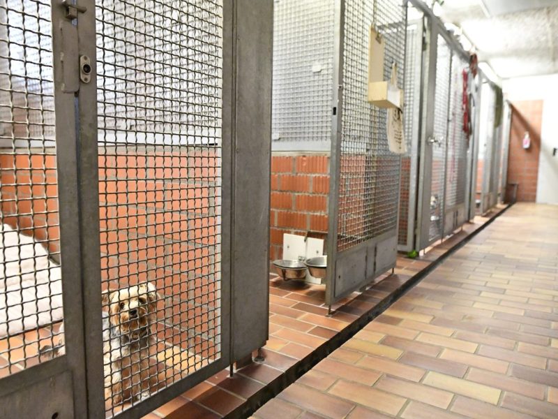 In einem Tierheim in NRW erlebten Mitarbeiter nach der Nachtschicht ein böses Erwachen. (Symbolfoto)