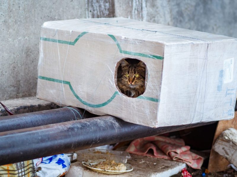 Tierheim in NRW: Nach Feier kommt der Schreck-Moment.
