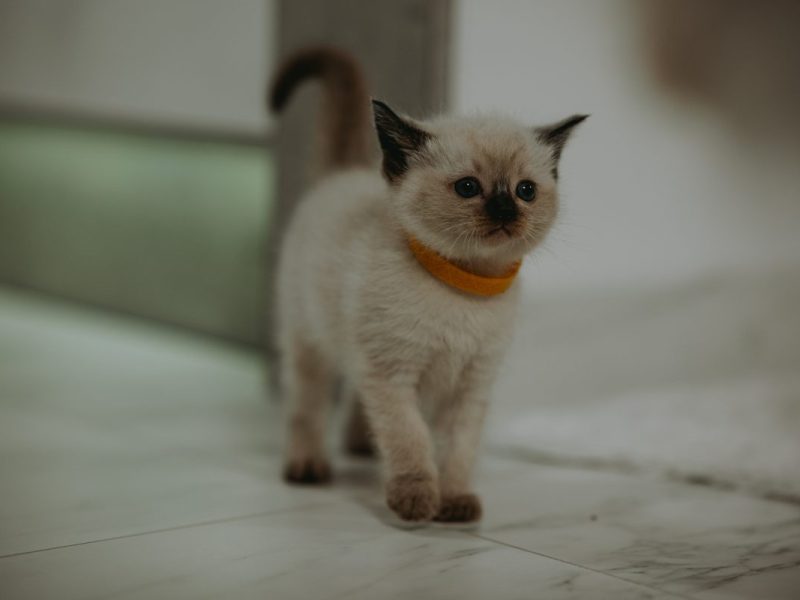 Tierheim im Ruhrgebiet: Mitarbeiter finden Babykatze im Karton