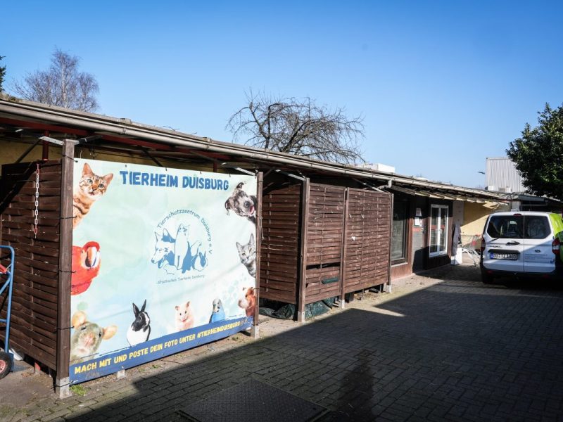 Tierheim Duisburg erlebt einen Katzen-Schock.