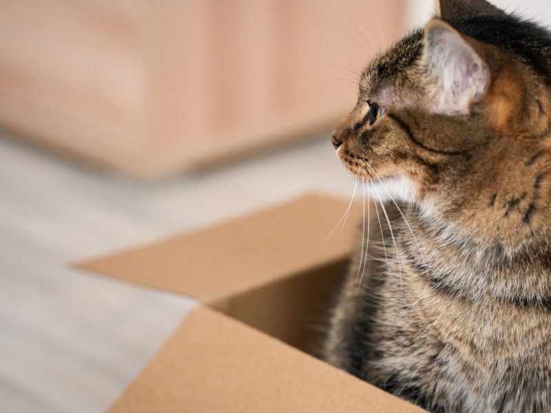 Im Tierheim Duisburg kommt ein überraschende Nachricht.