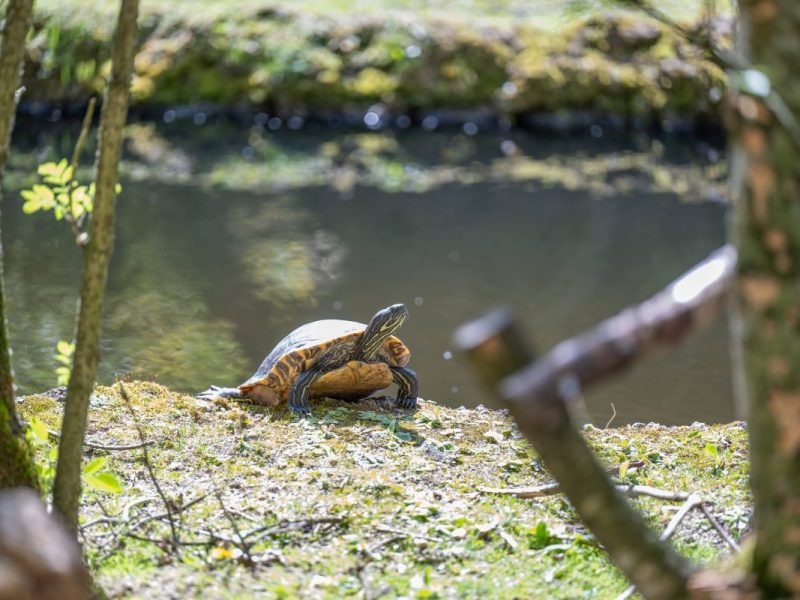 Dieser Zoo in NRW kann kaum glauben, was dort im Gehege geschehen ist!