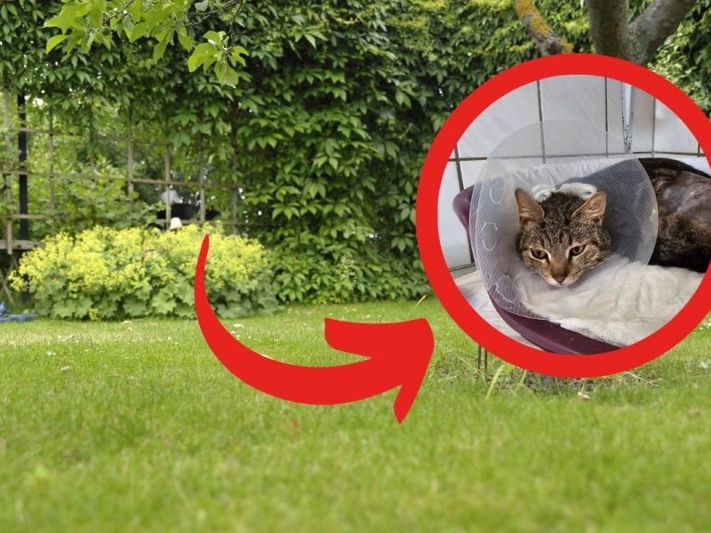 Diese Katze in NRW schleppte sich schwer verletzt in einen Garten