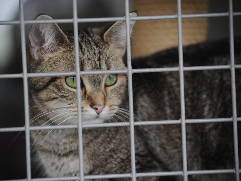 Im Tierheim Duisburg wartet ein Katzen Notfall