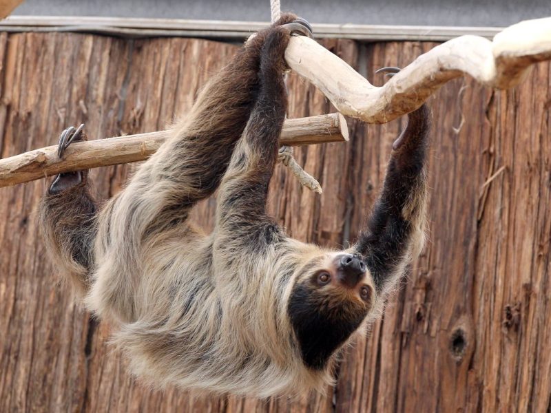 Der Zoo Dortmund muss schnell reagieren!