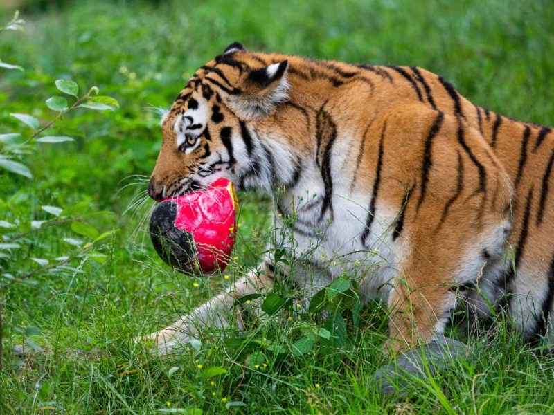 Ein besonderer Rabatt im Zoo Duisburg