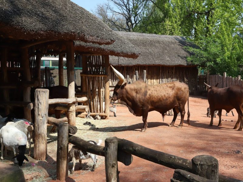Zoom Gelsenkirchen: Besucher trauen ihren Augen kaum, als sie das sehen.