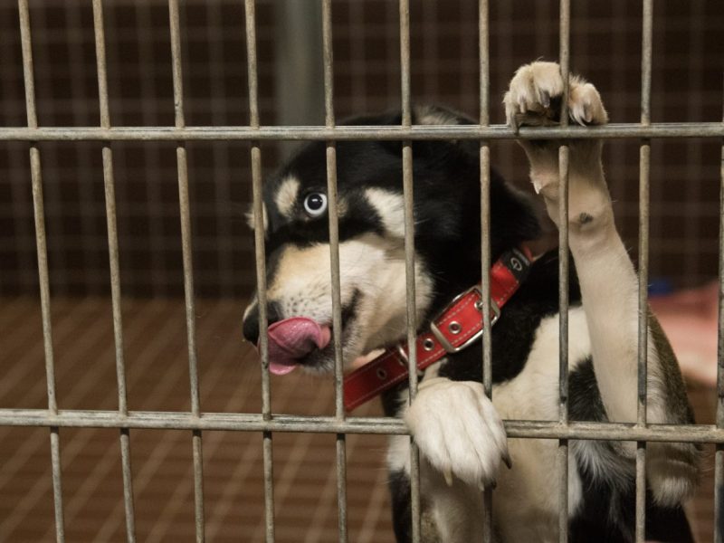 Hunde-Drama in einem NRW-Tierheim!