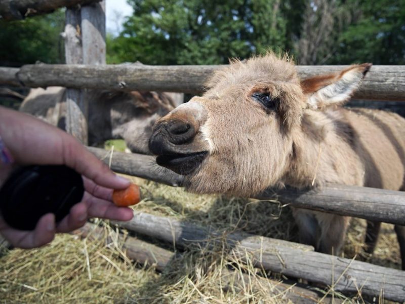 Zoo Dortmund: Eselfohlen wird geboren