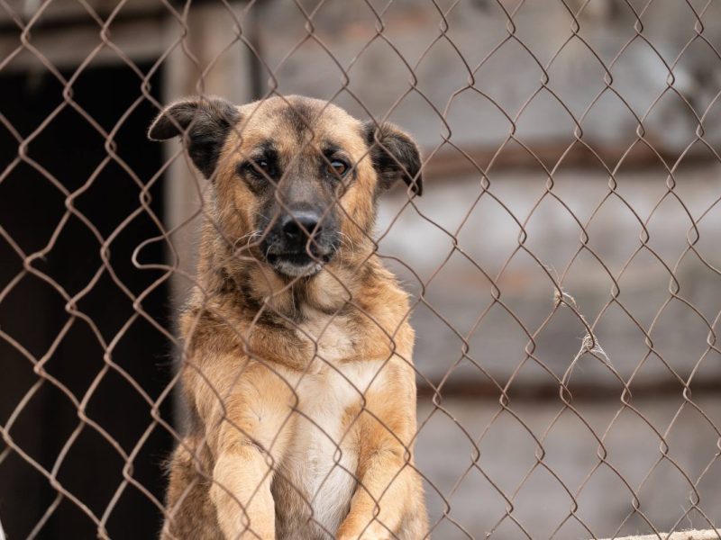 Nach der Vermittlung eines Hundes erhält ein Tierheim in NRW Post. (Symbolfoto)