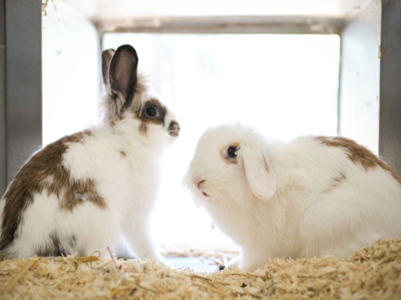 Besonderer Fund beim Tierheim Bochum.