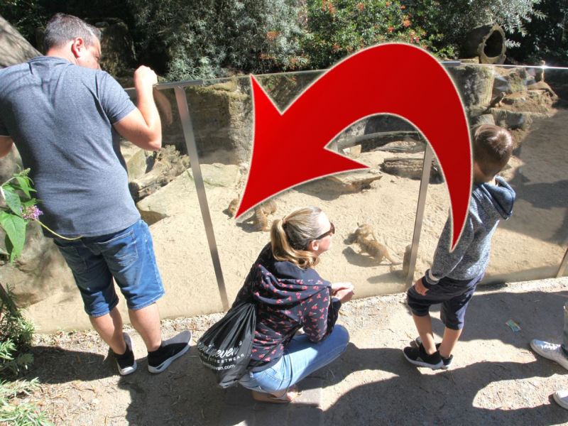Eine Familie füttert die Erdmännchen im Zoom Gelsenkirchen.